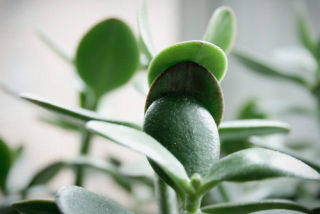 Get a Cubicle Friendly Plant