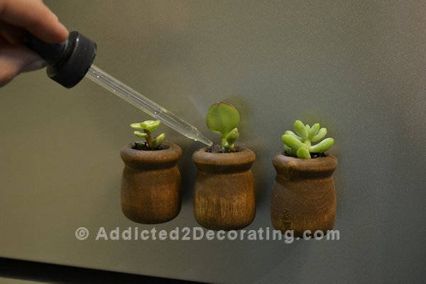 Decorate with Mini Succulent Magnets