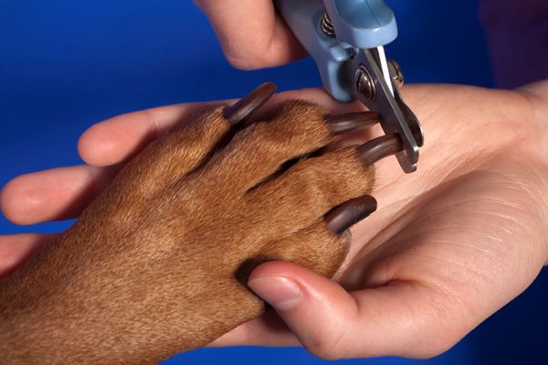 How to clip your dog's nails safely